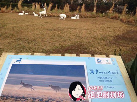 图说：2月4日），上海动物园一组形象逼真的藏羚羊雕塑与公众正式见面。新民晚报新民网 胡彦珣 摄