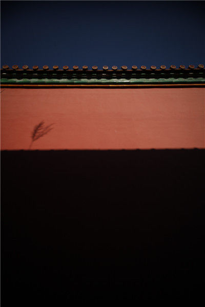 龚子杰作品《墙头草》。受访者供图