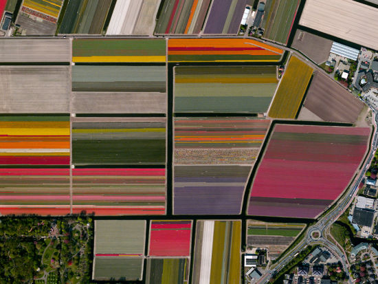 　　荷兰里赛的郁金香种植区