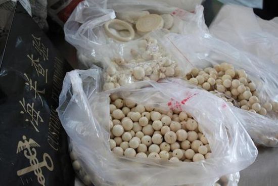 图为：南宁海关查获的的疑似象牙制品 王伟复/摄