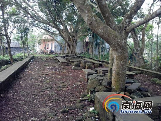 被卖掉黄花梨旁的古树(南海网记者刘培远摄)