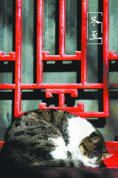 图为珍宝馆颐和轩窗下晒着太阳、蜷成一团打盹儿的猫咪。王琎摄