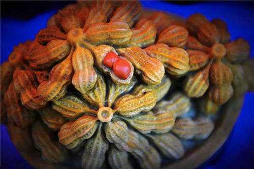 佛山奇石展摆石头宴