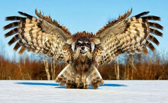 达雷默将狗与秃鹫融合起来，创造出一种令人畏惧的可怕生物。