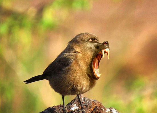 据说这是达雷默最喜欢的作品之一。她将狒狒与麻雀融合，新生物取名Birboon。