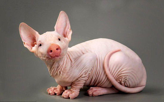 无毛斯芬克斯猫与猪结合后的生物。