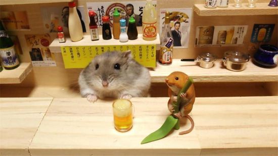 摄影师打造迷你日本酒吧 超萌仓鼠出任“酒保”