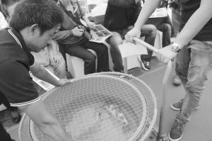 拍卖的锦鲤。记者黄阳阳摄