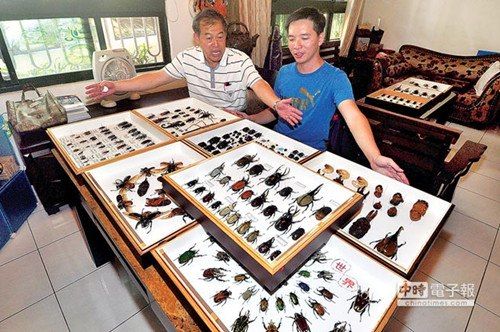 谢志祯（右）珍藏千只甲虫，严鸿邦（左）建议他到集集驿站开展。“中时电子报”图
