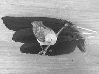 羽毛上的逼真动物形象