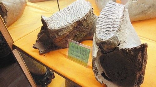 古生物化石藏品