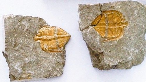 古生物化石藏品