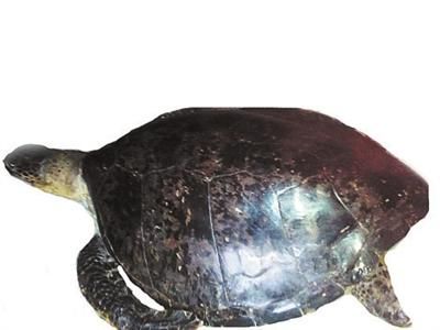 男子欲将收藏清代玳瑁转让博物馆 包浆完整