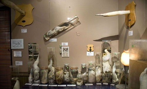 冰岛雄性生殖器博物馆