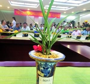 这盆春剑“美梦成真”拍出102万元天价。　　信息时报记者 林鸿 摄