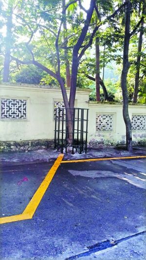 施工人员在每棵黄花梨边加建“铁闸”。