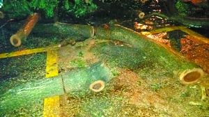 惨遭毒手的海南黄花梨。