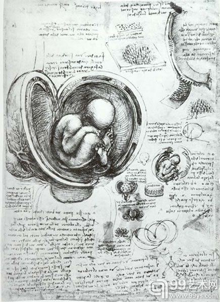 达·芬奇的《胚胎研究》(约在1510年)