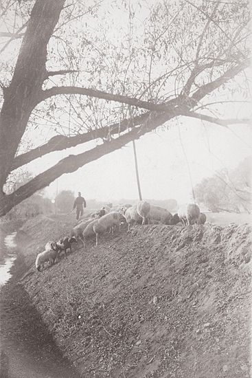 朱家溍摄影作品《牧羊》