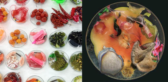 培养皿中的未来：苏珊·安克与生物艺术的世界