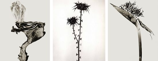 胡安·冯库贝尔塔伪造的植物摄影作品