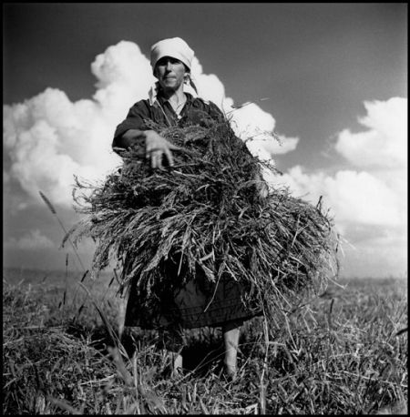 卡帕摄影作品《舍普琴科集体农场收割麦子的妇女》