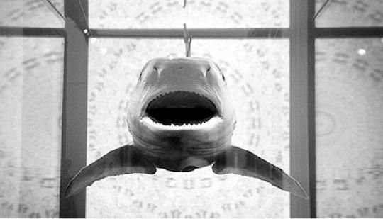 泡在福尔马林中的鲨鱼是达明安·赫斯特的标志性作品。本版图片均来源于网络