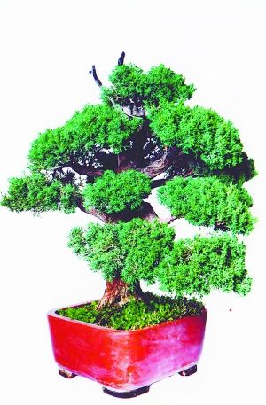 薛平：盆景日月情 