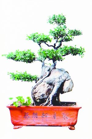 薛平：盆景日月情 