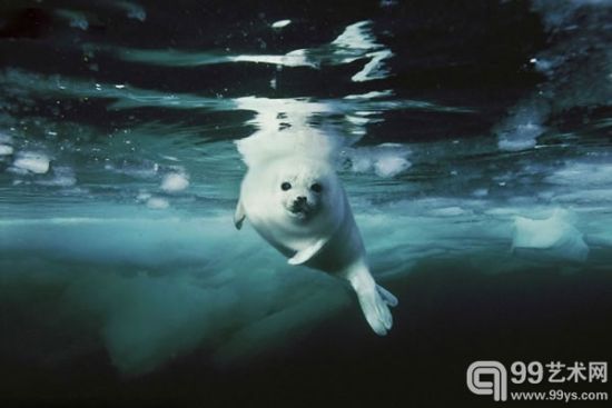 国家地理精选70幅作品拍出高价