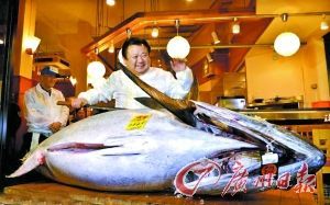 这条蓝鳍金枪鱼重达230公斤。