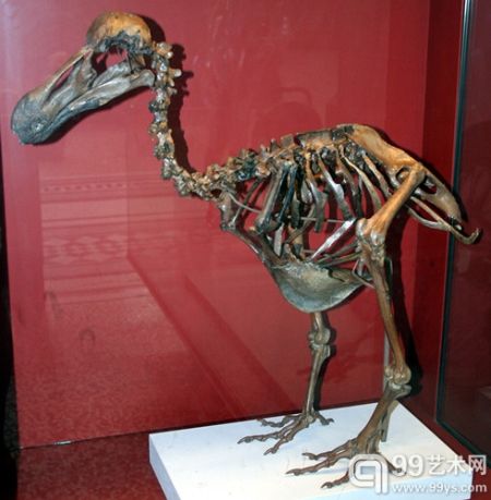 目前世界上只有十来家博物馆拥有完整的渡渡鸟骨架。