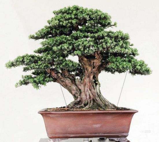 老翠（罗汉松）尺寸：高110×宽140cm 估价：RMB1,500,000-1,800,000 