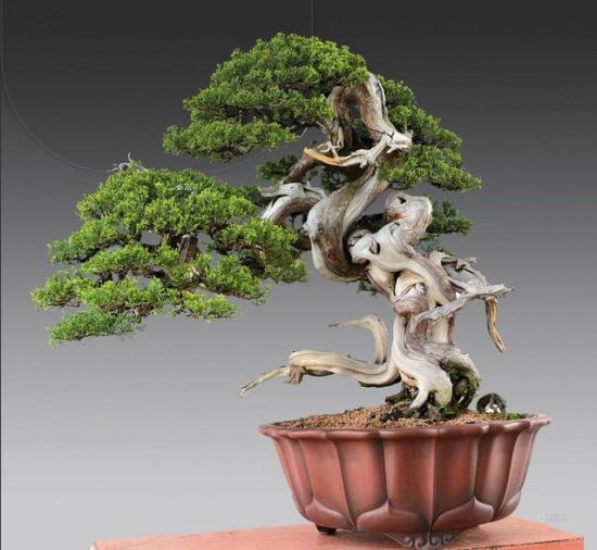 多姿（真柏）尺寸：高85×宽105cm 估价：RMB350,000-400,000 