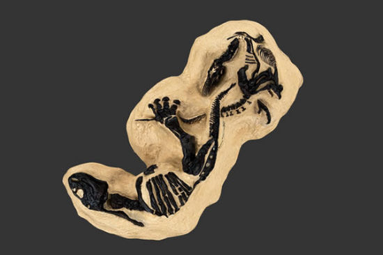 “蒙大拿对决的恐龙”（