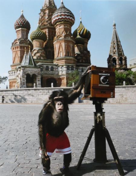 黑猩猩摄影作品亮相英国苏富比拍卖行
