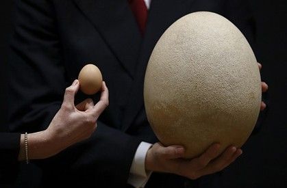 英国伦敦佳士得拍卖行于24日拍卖一枚象鸟的鸟蛋化石 。