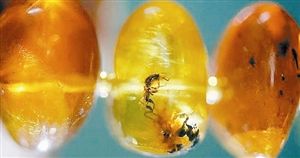 每块琥珀里都藏有一只昆虫。