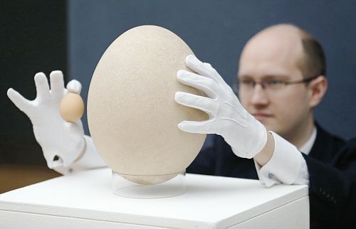 鸟类中最大的象鸟蛋即将被拍卖