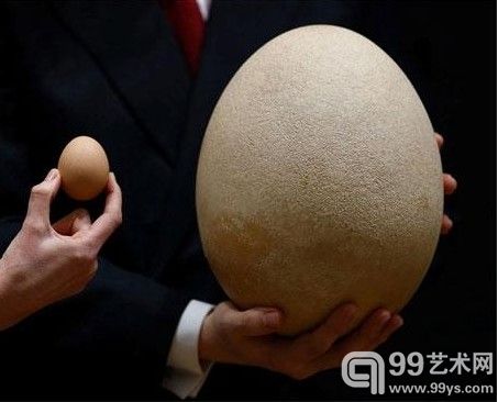 2013年3月27日，伦敦佳士得新闻发布会上展出的将于四月《旅游，科学和自然历史》专场拍卖会上拍卖的象鸟蛋，估价：2万-3万英镑。