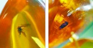 罕见琥珀项链“时间胶囊”将被拍卖