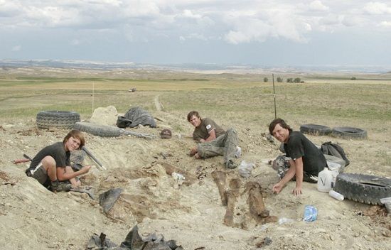 阿伯斯多弗尔和他的两个儿子正在现场发掘恐龙骨架。