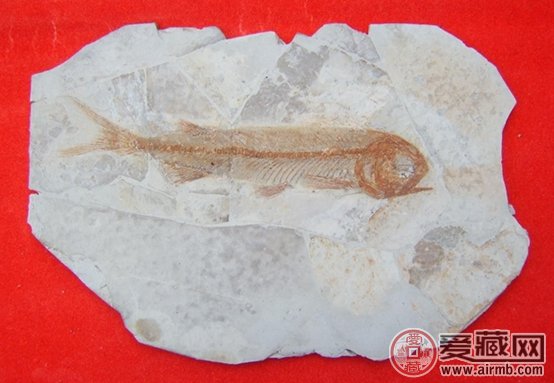 鱼化石收藏与价格图片简介