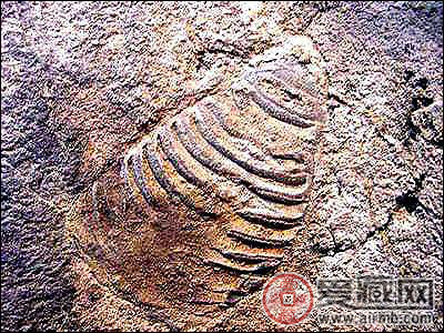 含三叶虫化石的地层