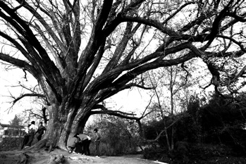 本报记者 郑 升