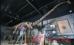 梁龙骨架长约16.8米，即将拍卖。