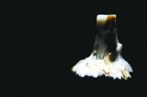 树化玉的价格仍在潜伏期