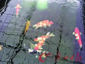 锦鲤的颜色花纹总在变化。