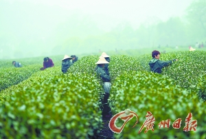 4月5日，采茶工在杭州市西湖区双峰村茶园内采摘龙井茶。新华社 发