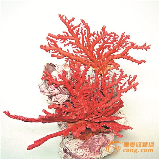 珊瑚摆件
